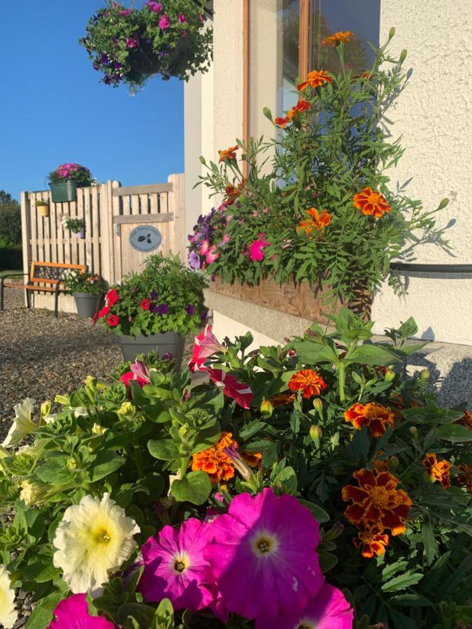 Apartament Oak Trees Corner Stylish , Relaxing , Getaway Wicklow Zewnętrze zdjęcie